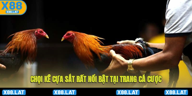 Chọi kê cựa sắt rất nổi bật tại trang cá cược