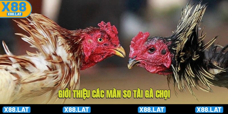 Giới thiệu các màn so tài gà chọi hấp dẫn tại sân chơi