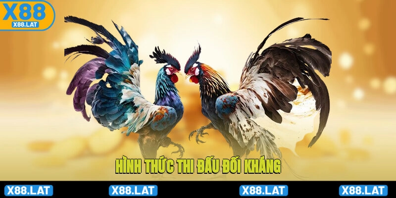 Hình thức thi đấu đối kháng từ sức mạnh tự nhiên của chiến binh